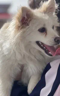 سگ خانگی نژاد اشپیدز