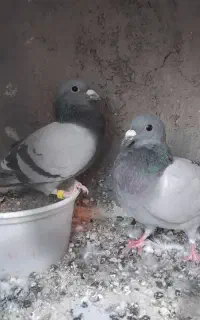 سبز آلمانی