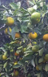 فروش نارنگی ژاپنی