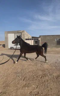 فروش قسطی یا معاوضه اسب مادیان عرب