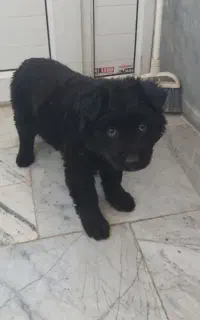 ژرمن نر بلک