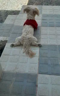 واگزاری
