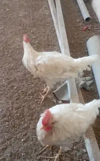 خروس سرحال