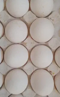 تخم مرغ