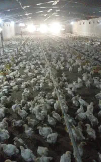 استخدام کارگر مرغداری