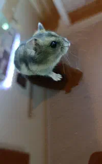 همستر، با خونه،غذا وخاک مخصوص