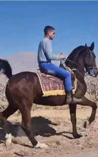 مادیان کرد  بافق