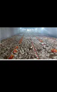 کارگر ساده ام دنبال کار در عراق