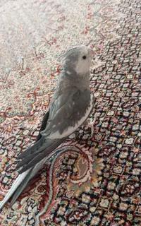 عروس هلندی