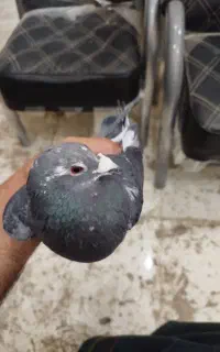کبوتر گمشده