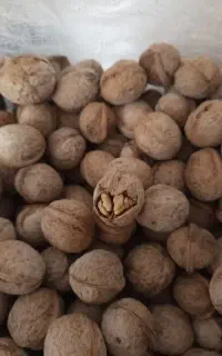 گردو چرب و خوشمزه بوانات