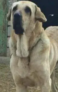 پژدر عراقی