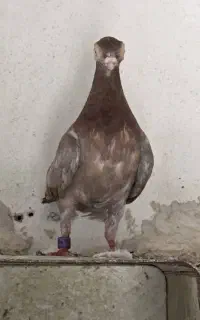 جفت چشم تلسکوپی وارداتی