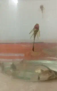 کوریدوراس