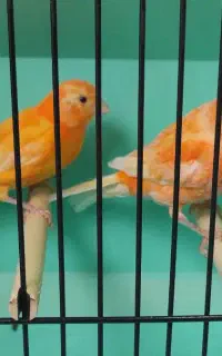 جوجه ردفکتور در حال رنگ گیری