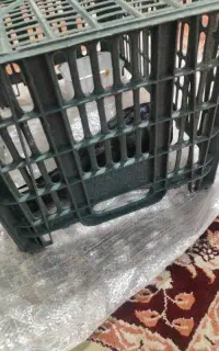 پرنده گمشده