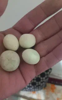 گوهر شب چراغ