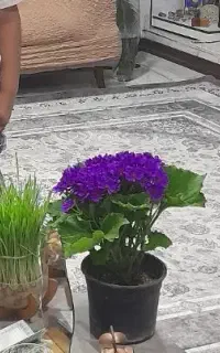 روفرشی کشدار