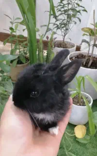 خرگوش