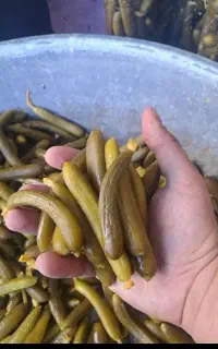 خیارشور تازه