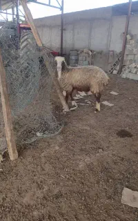 میش گوسفند
