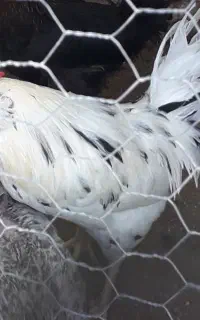 خروس گلین