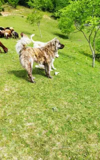 واگذاری سگ