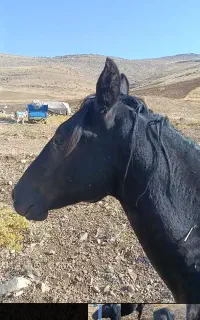 کره اسب