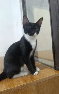 گربه