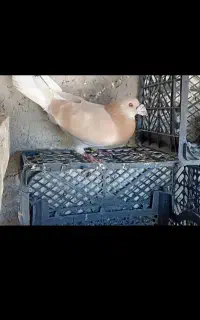 کفتر
