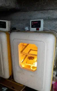 دستگاه جوجه کشی