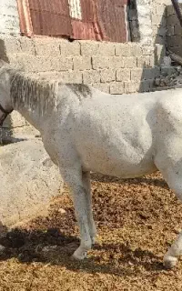 اسب مادیون