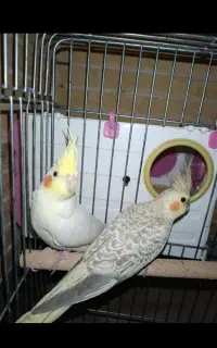 جفت عروس هلندی مولد