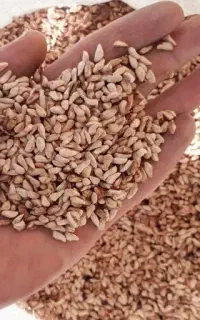 هسته انار
