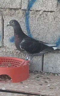 کبــوتر مسافتی