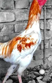 خروس لاری نوک طوطی تاجمهر (حراج).