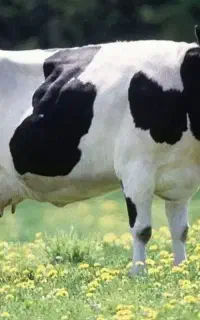 کارگرگاوداری باحقوق ۱۵تا۸امیلیون