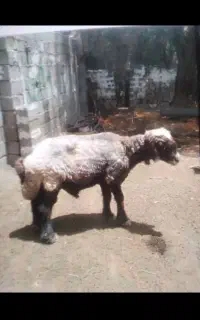 قوچ ترکی