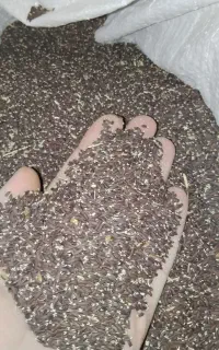 تخم کتان بزرک