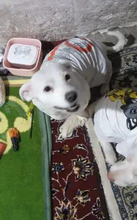 توله سگ