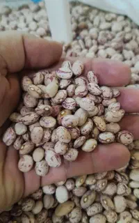 لوبیا چیتی