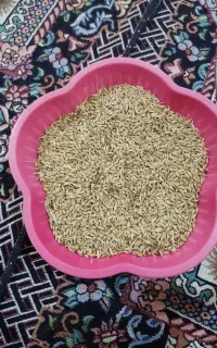 جو محلی درجه یک تمیز