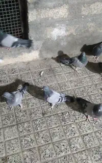 کبوتر پر