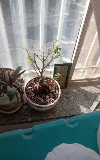 بن سای