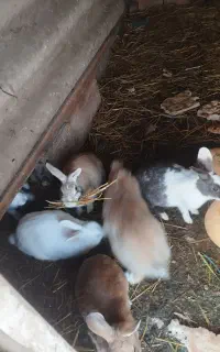 خرگوش