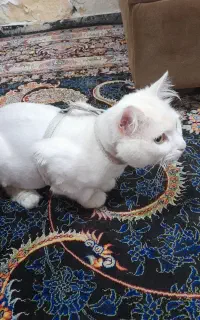 گربه پرشین