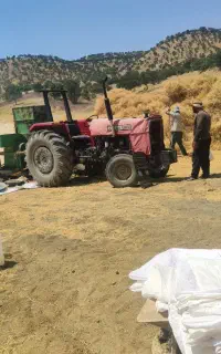 کاه گرگرو