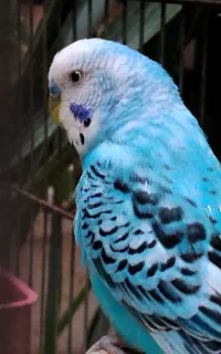 مرغ عشق جفت کاربنی بهمراه ۲ تا جوجه اش