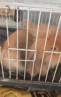 لوپ نژاد دار