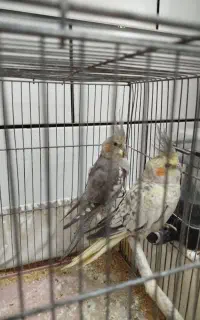 عروس هلندی